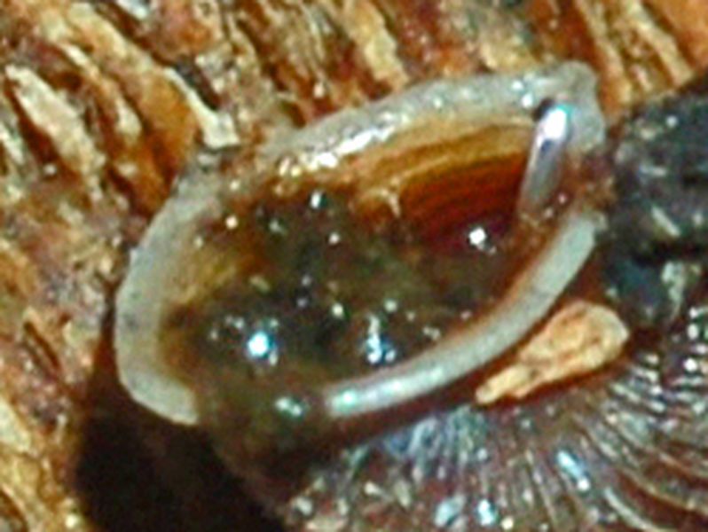 Clausilia bidentata crenulata sotto una corteccia